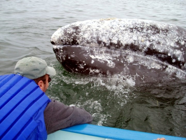 Excursion par ver a los cetaceos